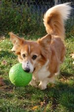 Aportovací míč pro psy, zelený, 15 cm – Jolly Pets Jolly Soccer Ball - Obrázek 4