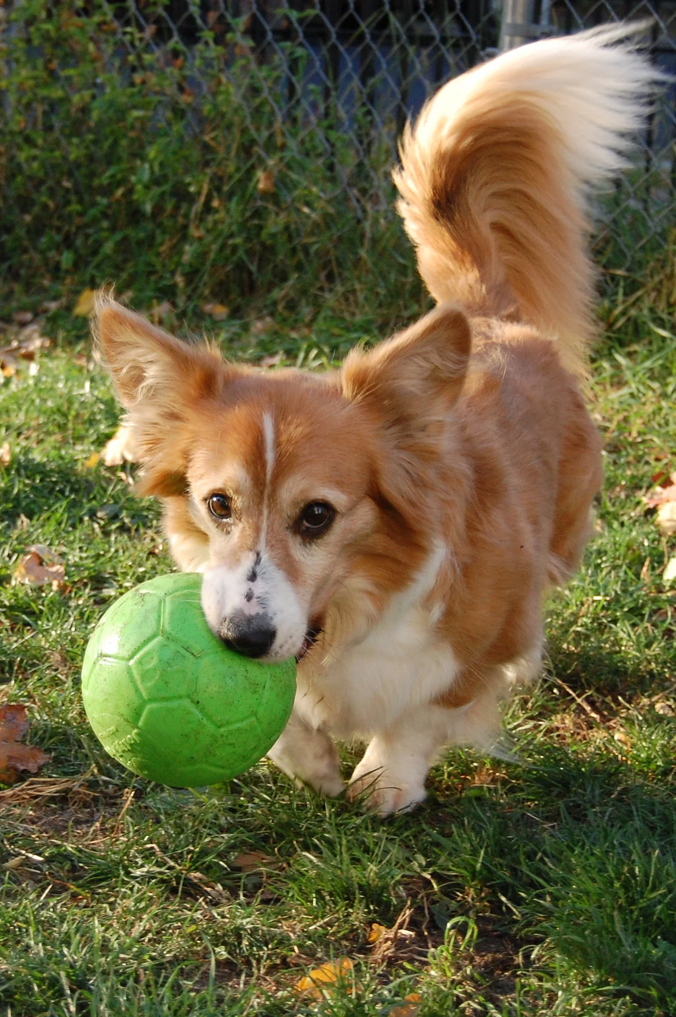 Aportovací míč pro psy, zelený, 15 cm – Jolly Pets Jolly Soccer Ball - Obrázek 4