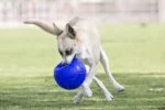 Psí aportovací míč, světle modrý, 15 cm – Jolly Pets Jolly Soccer Ball - Obrázek 4