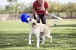Psí aportovací míč, světle modrý, 15 cm – Jolly Pets Jolly Soccer Ball - Obrázek 5