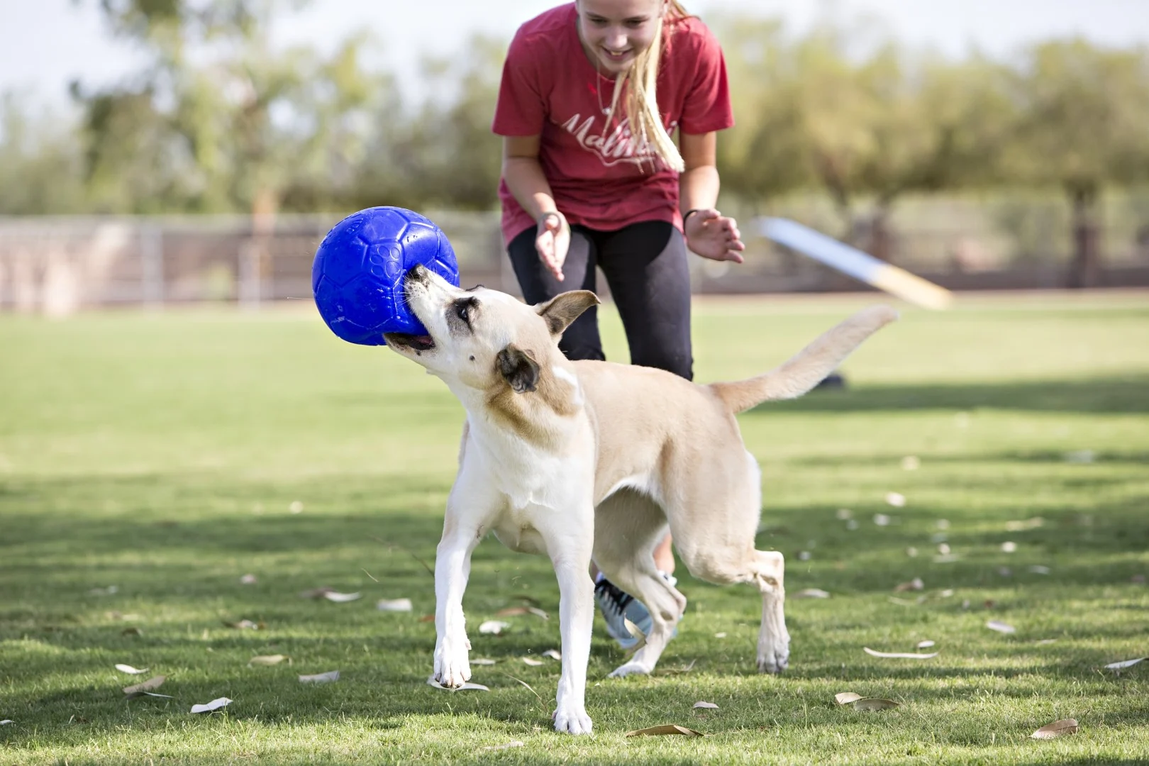 Psí aportovací míč, světle modrý, 15 cm – Jolly Pets Jolly Soccer Ball - Obrázek 5