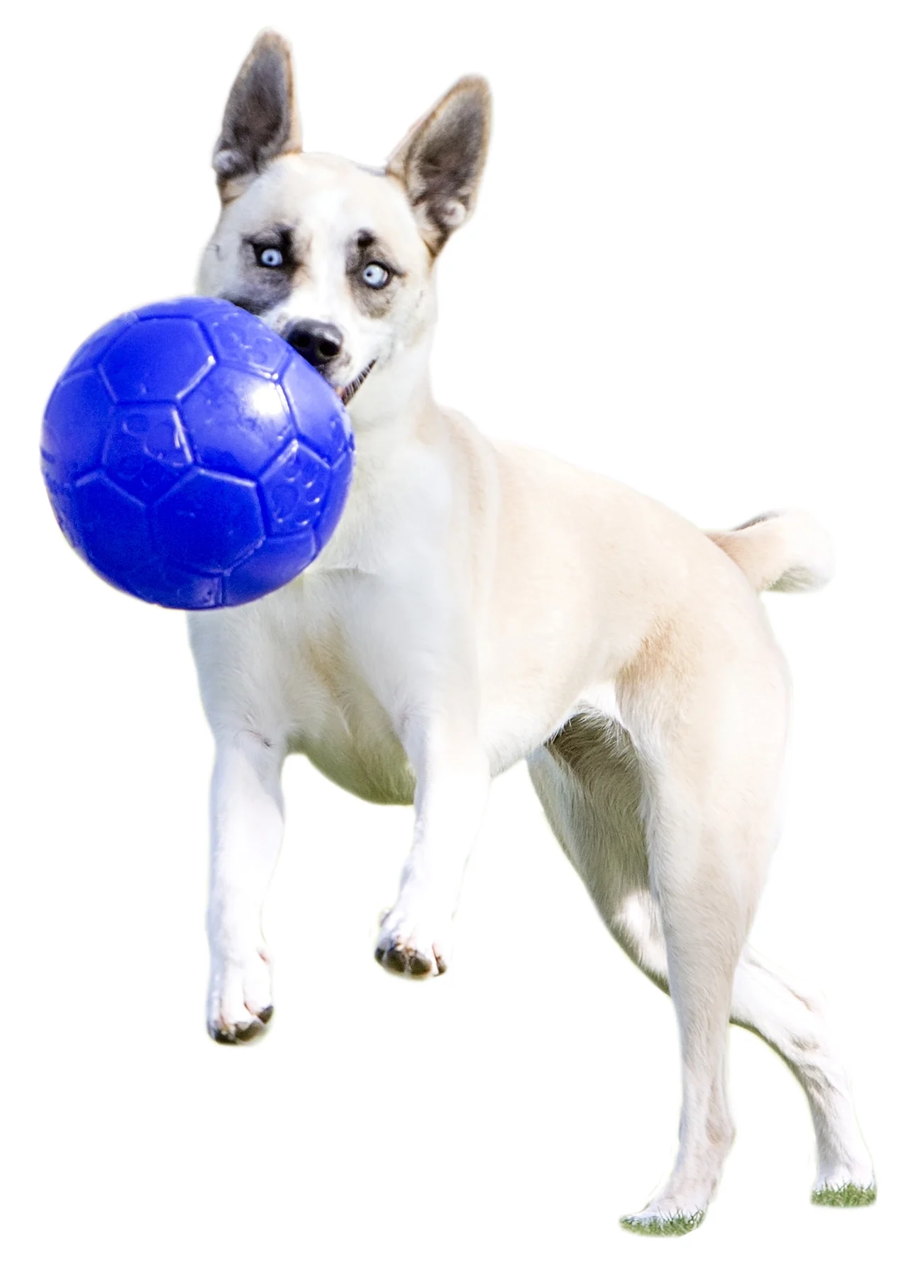 Psí aportovací míč, světle modrý, 15 cm – Jolly Pets Jolly Soccer Ball - Obrázek 6