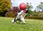 Plovoucí míč pro psy světle fialový XL (25 cm) – Jolly Pets Tug-n-Toss - Obrázek 4