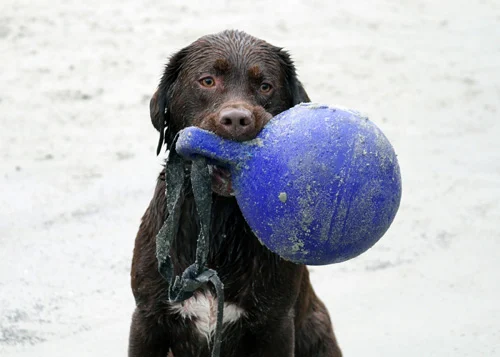 Plovoucí míč pro psy světle fialový XL (25 cm) – Jolly Pets Tug-n-Toss - Obrázek 6