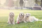 Gumová hračka na pamlsky S, 7,5 cm – Jolly Pets Tuff Tosser - Obrázek 2