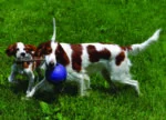 Psí míč s lanem, plovoucí, modrý S (10 cm) – Jolly Pets Romp-n-Roll - Obrázek 4