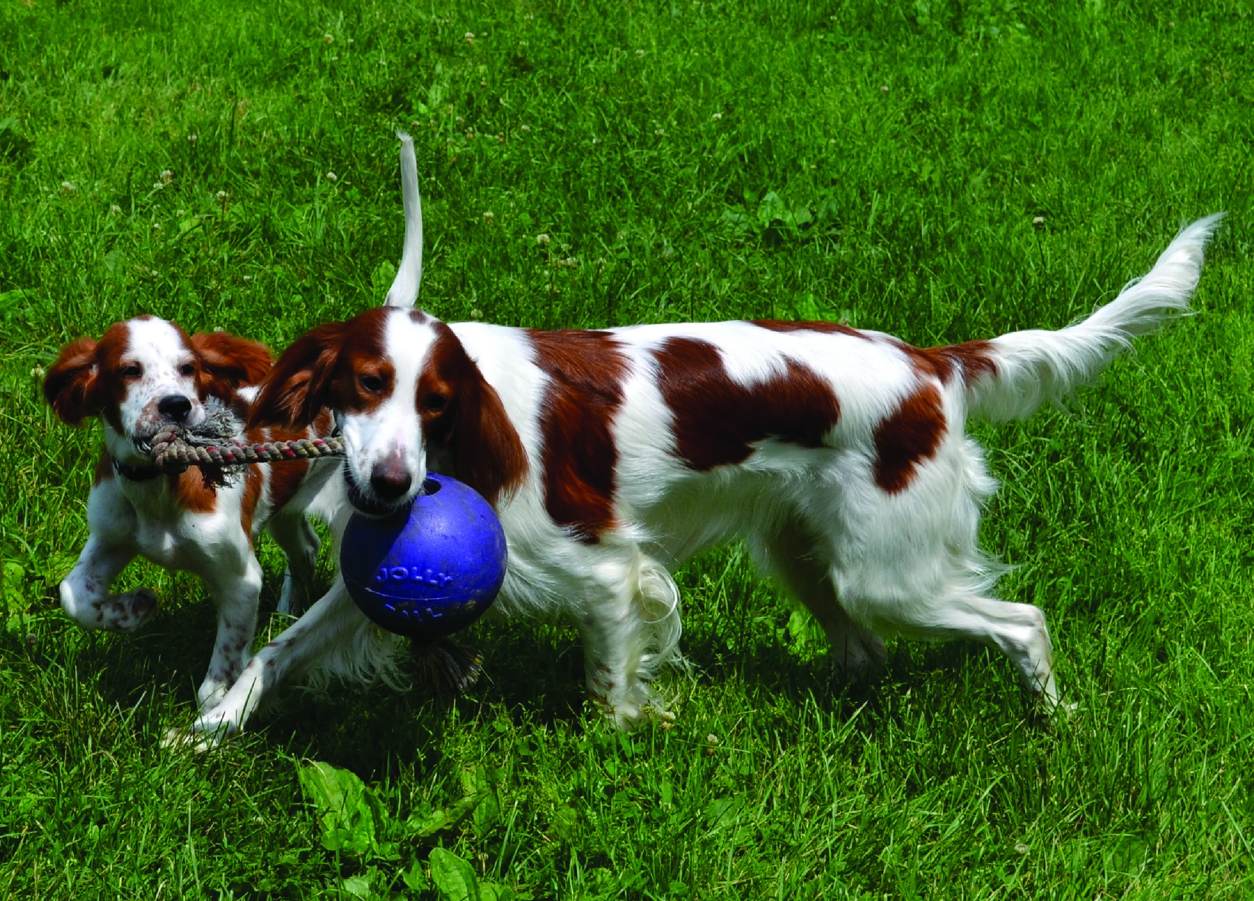 Psí míč s lanem, plovoucí, modrý S (10 cm) – Jolly Pets Romp-n-Roll - Obrázek 4