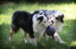 Psí míč s lanem, plovoucí, modrý S (10 cm) – Jolly Pets Romp-n-Roll - Obrázek 5