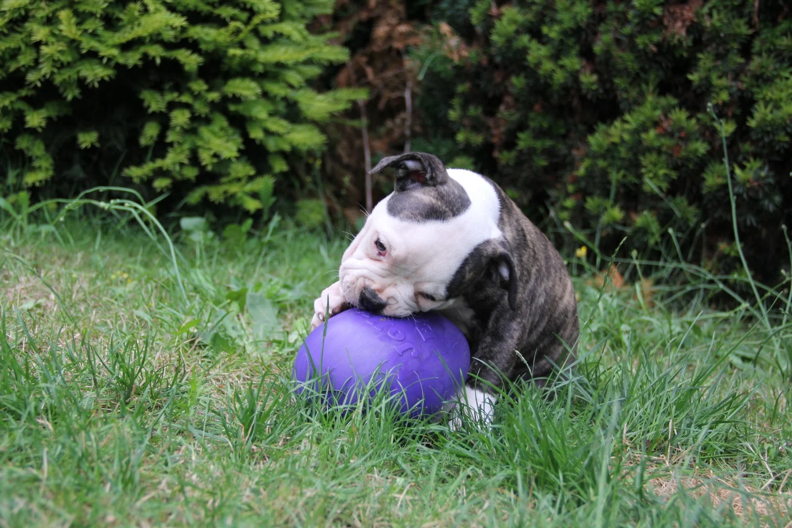 Plastové hrací vejce pro psy, fialové, 20 cm – Jolly Pets Egg - Obrázek 3