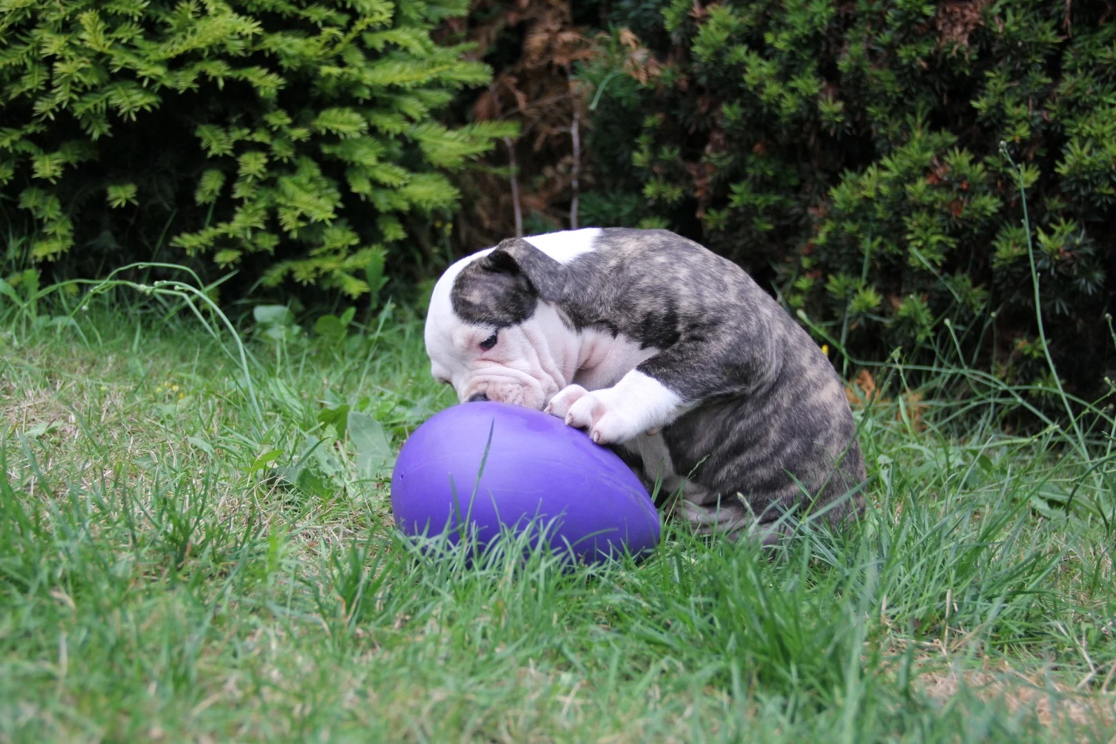 Plastové hrací vejce pro psy, fialové, 20 cm – Jolly Pets Egg - Obrázek 4