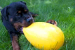 Plastové hrací vejce pro psy, fialové, 20 cm – Jolly Pets Egg - Obrázek 2
