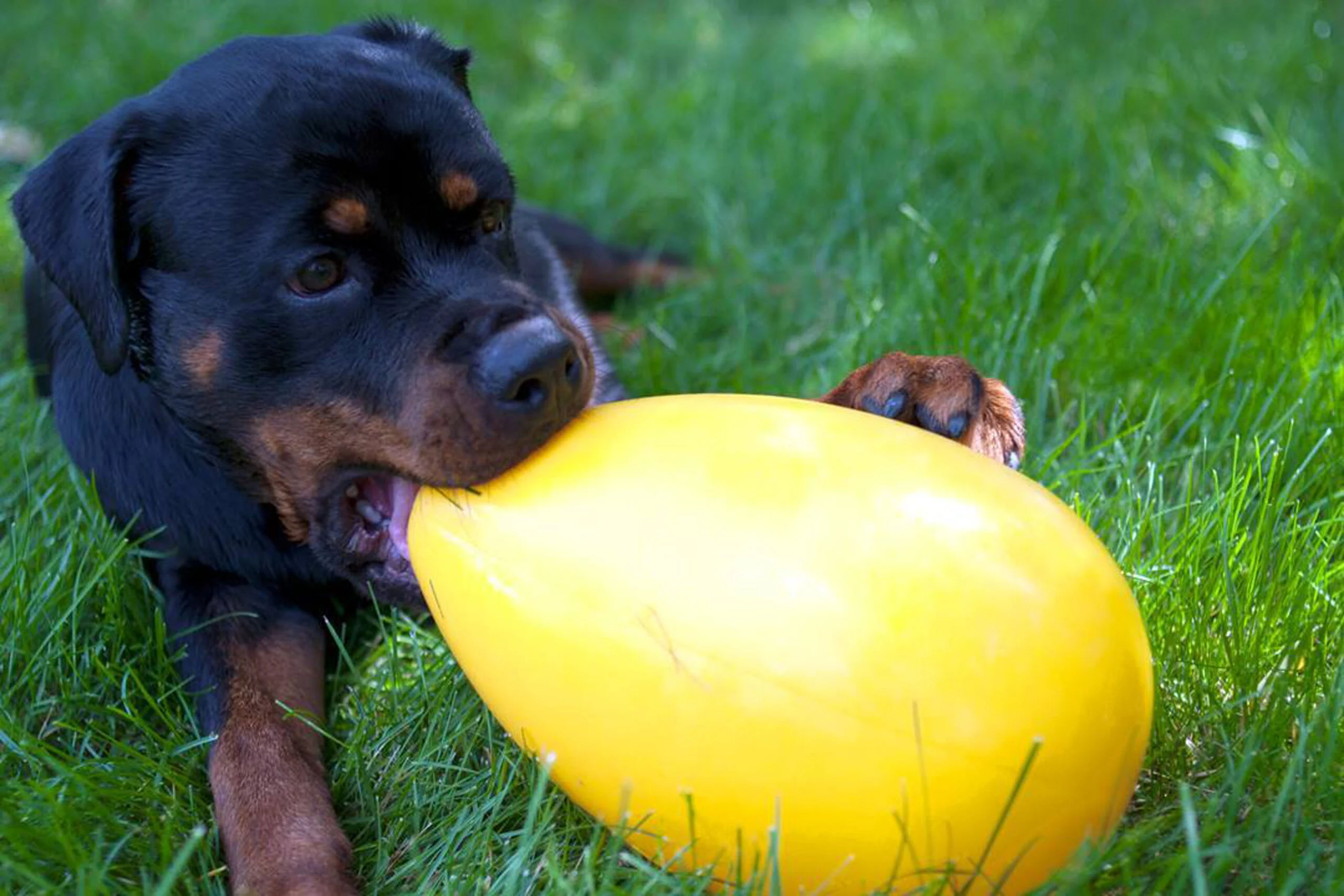 Plastové hrací vejce pro psy, fialové, 20 cm – Jolly Pets Egg - Obrázek 2