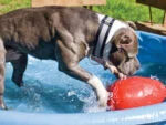 Plastové hrací vejce pro psy, fialové, 20 cm – Jolly Pets Egg - Obrázek 5