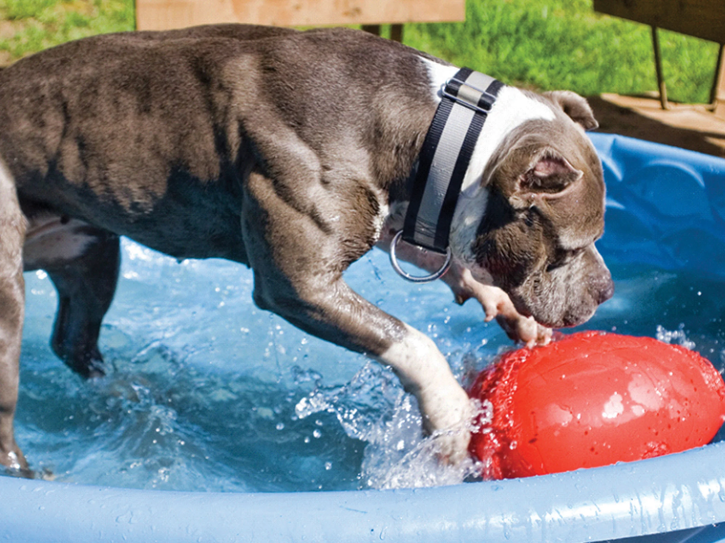 Plastové hrací vejce pro psy, fialové, 30 cm – Jolly Pets Egg - Obrázek 3