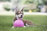 Plovoucí míček pro psy, 10 cm – Jolly Pets Jolly Bounce-n Play Kauwgum S - Obrázek 3