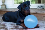 Skákací plovoucí míč pro psy, borůvkový L, 20 cm – Jolly Pets Bounce-n-Play - Obrázek 2