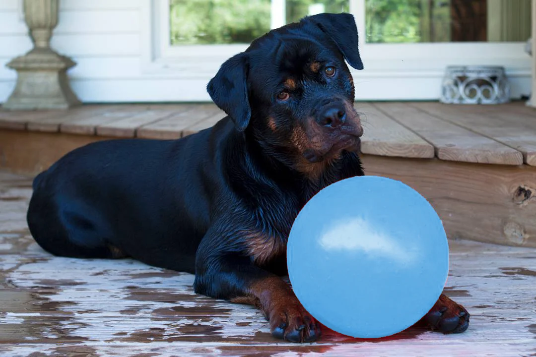 Skákací plovoucí míč pro psy, borůvkový L, 20 cm – Jolly Pets Bounce-n-Play - Obrázek 2
