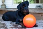 Skákací míček pro psy, plovoucí, vanilkový L, 20 cm – Jolly Pets Bounce-n Play - Obrázek 3