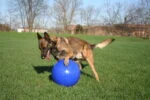 Hladký míč pro psy, modrý, 35 cm – Jolly Pets Push-n-Play - Obrázek 2