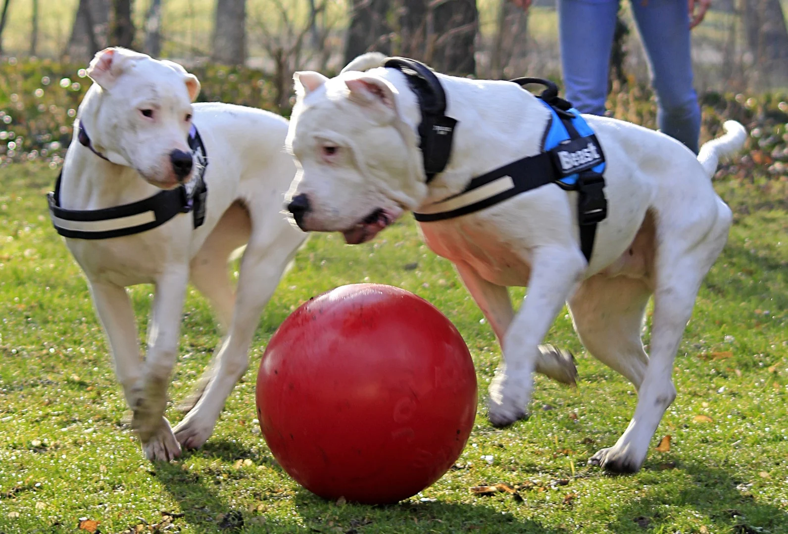 Hladký červený míč pro psy, 35 cm – Jolly Pets Push-n-Play - Obrázek 4