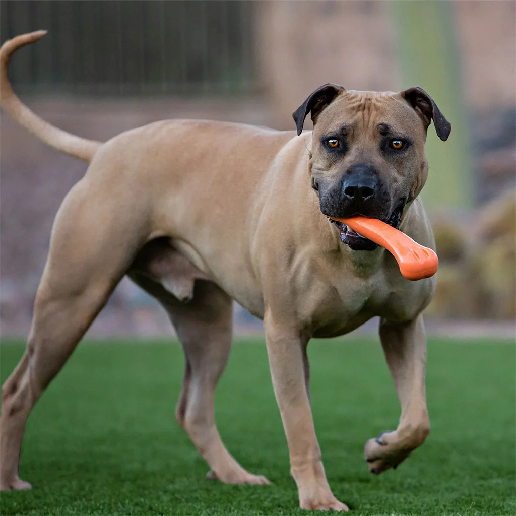 Žvýkací kost z pružné gumy s vanilkovou vůní, L 22 cm – Jolly Pets Jolly Bone - Obrázek 2