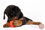Pamlskový míček pro psy z TPR gumy, 7,6 cm – Jolly Pets Jolly Jumper oranžový S - Obrázek 2