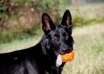 Pamlskový míček pro psy z TPR gumy, 7,6 cm – Jolly Pets Jolly Jumper oranžový S - Obrázek 3