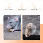 Vonná sada proti myším a potkanům, 30 ml tekutiny a 2 krabičky – Knock Pest Stay Away Muis Home Set - Obrázek 3