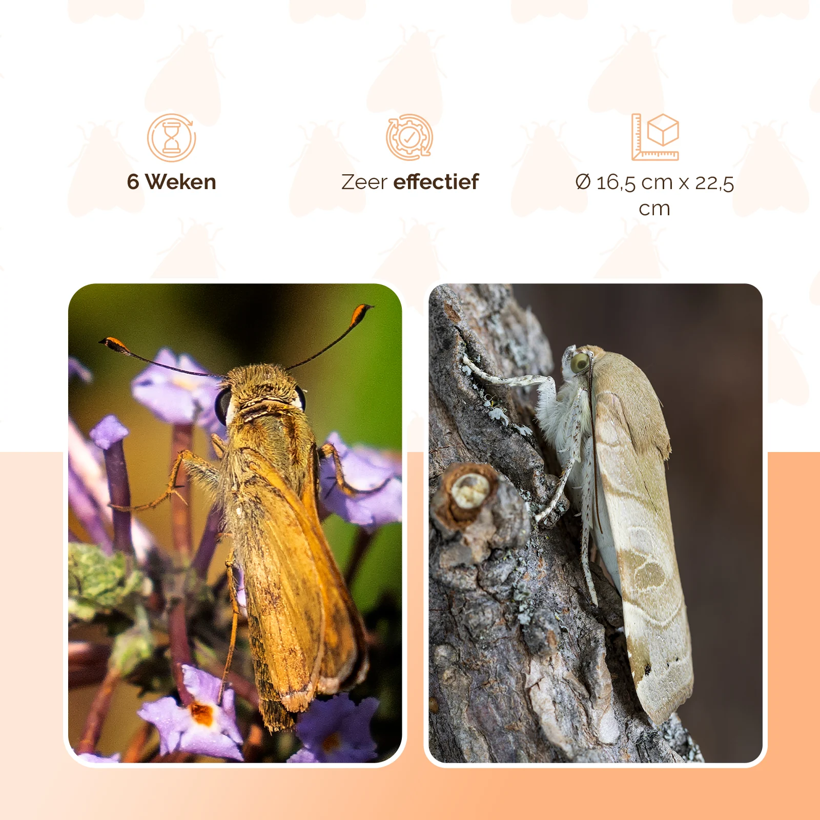 Past na potravinové moly s feromonem a závěsnou šňůrkou, Ø 16,5 cm x 22,5 cm – Knock Pest - Obrázek 4