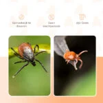 Insekticidní prášek proti čmelíkům v kurnících, 250 g – Knock Pest - Obrázek 3