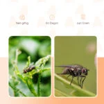 Náplň do pasti na mouchy, 240 g – Knock Pest FlyNip - Obrázek 3