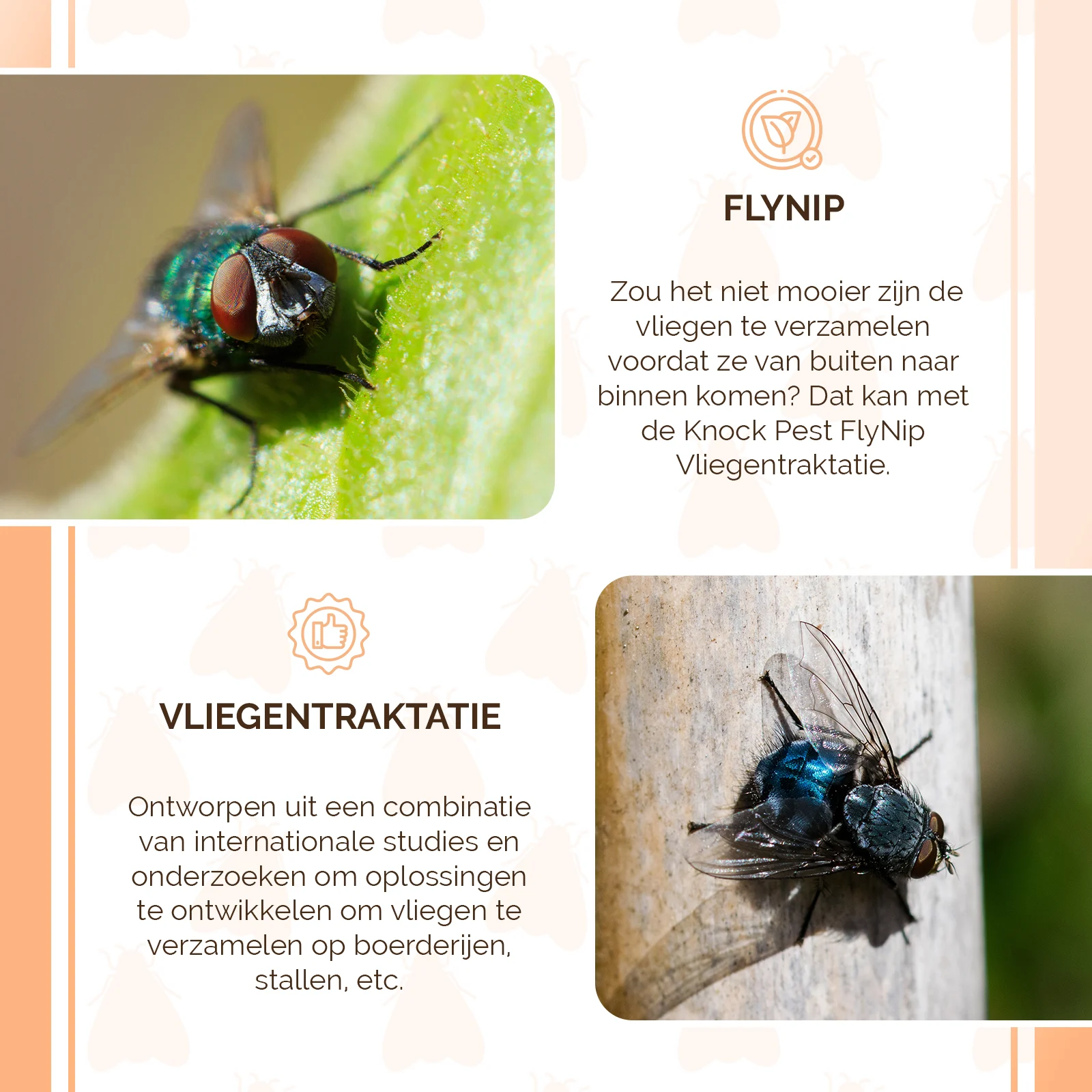 Náplň do pasti na mouchy, 240 g – Knock Pest FlyNip - Obrázek 4