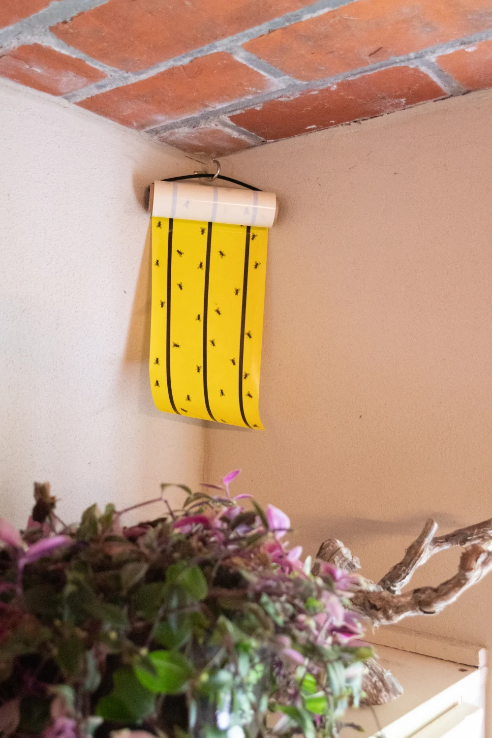 Žlutá lepicí role na mouchy, 5 m x 15 cm – Knock Pest - Obrázek 5