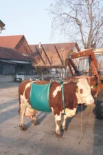 Zvedák pro krávy, nastavitelný, do 1000 kg - Obrázek 2