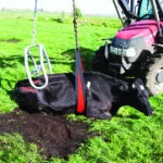 Břišní popruh pro zvedák krav 2,4 m, břišní opora široká 20 cm – Belly strap Front Lift - Obrázek 2