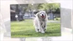 Gumová hračka na pamlsky S, 7,5 cm – Jolly Pets Tuff Tosser - Obrázek 5