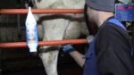 Gel na vemena s mátovým olejem, 2,5 l a dávkovací pumpička – Vet Animal Care Ice Mint - Obrázek 2