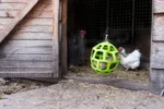 Zobací blok pro nosnice z lučního sena, 3,5 kg – LAX Tierfutter - Obrázek 4