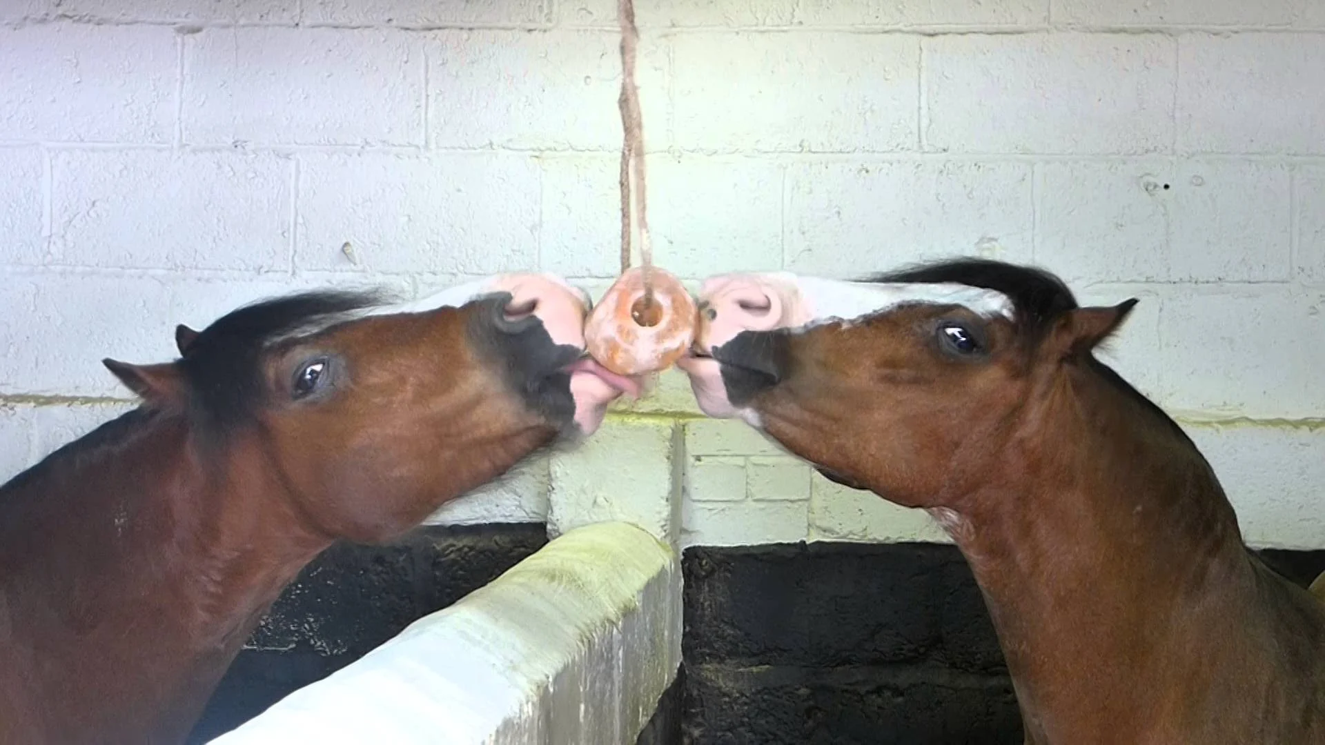 Solný liz z himálajské soli pro koně s provazem, 2 až 3 kg – Excellent Horse Salt Lick Himalaya - Obrázek 5