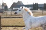 Křídy na srst pro koně, duhové barvy, 6 kusů – Lucky Horse Unicorn duhové křídy na srst - Obrázek 3