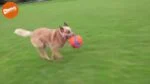 Fotbalový míč pro psy s gumovými zářezy, Ø 14 cm – Chuckit! Kick Fetch Dog S - Obrázek 3