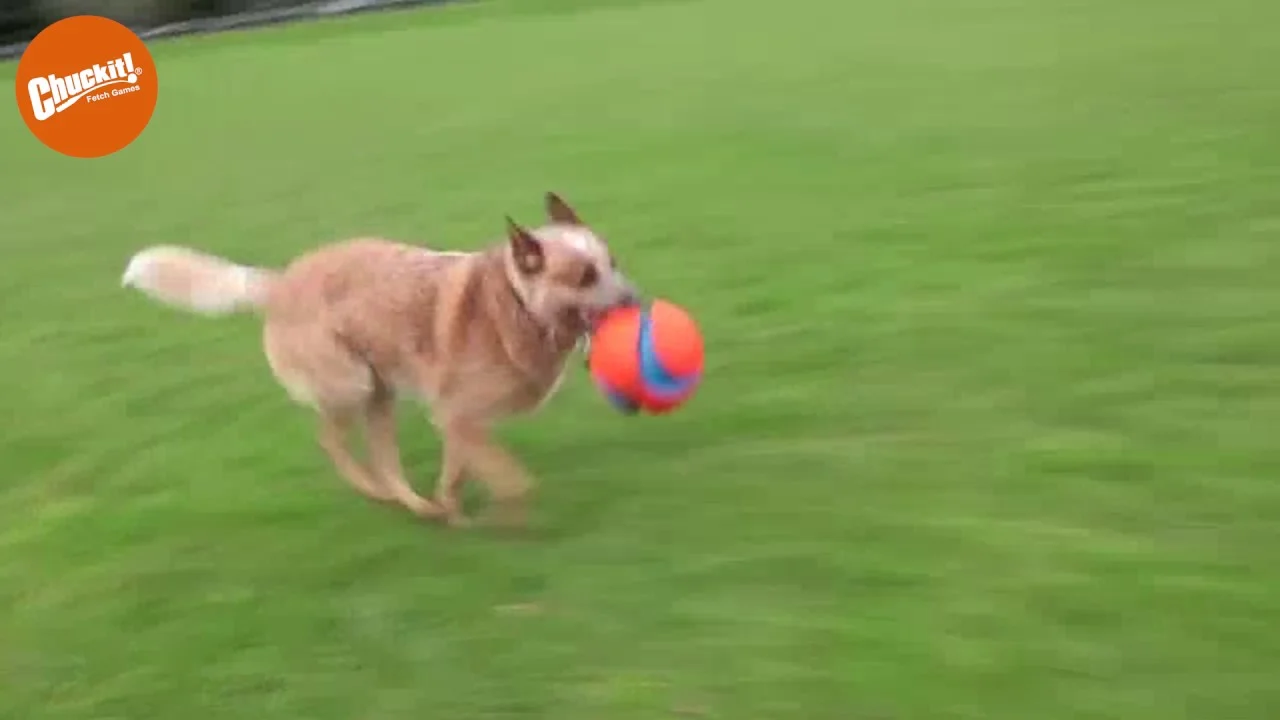 Fotbalový míč pro psy s gumovými zářezy, Ø 14 cm – Chuckit! Kick Fetch Dog S - Obrázek 3