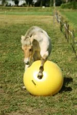 Žlutý hrací míč pro koně, 65 cm – Maximus Power Play Ball - Obrázek 2