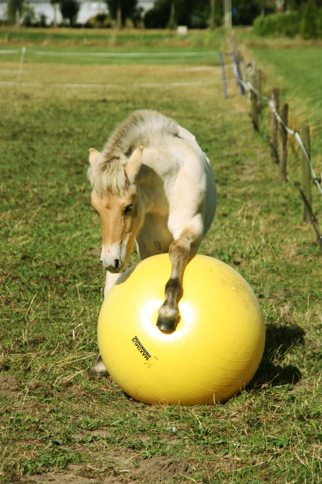 Žlutý hrací míč pro koně, 65 cm – Maximus Power Play Ball - Obrázek 2