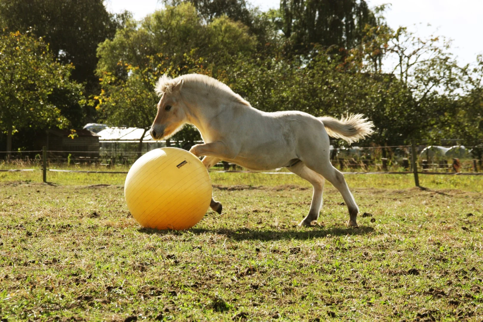 Žlutý hrací míč pro koně, 65 cm – Maximus Power Play Ball - Obrázek 6