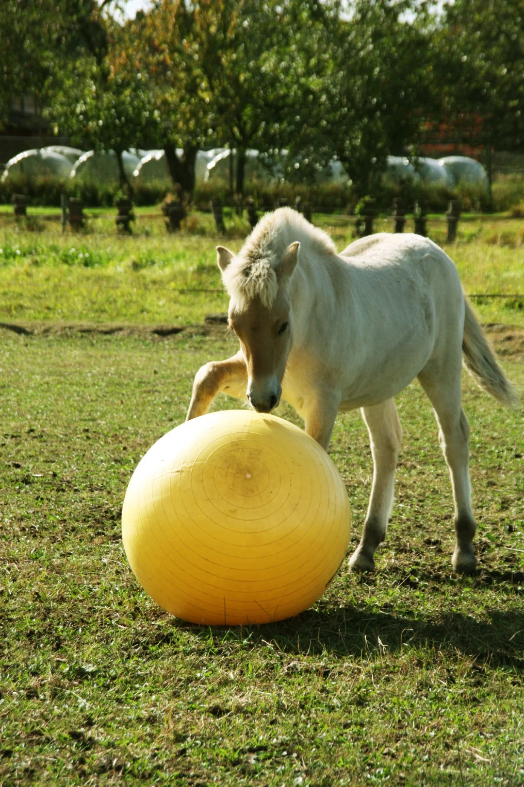 Žlutý hrací míč pro koně, 65 cm – Maximus Power Play Ball - Obrázek 3