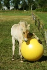 Žlutý hrací míč pro koně, 65 cm – Maximus Power Play Ball - Obrázek 4