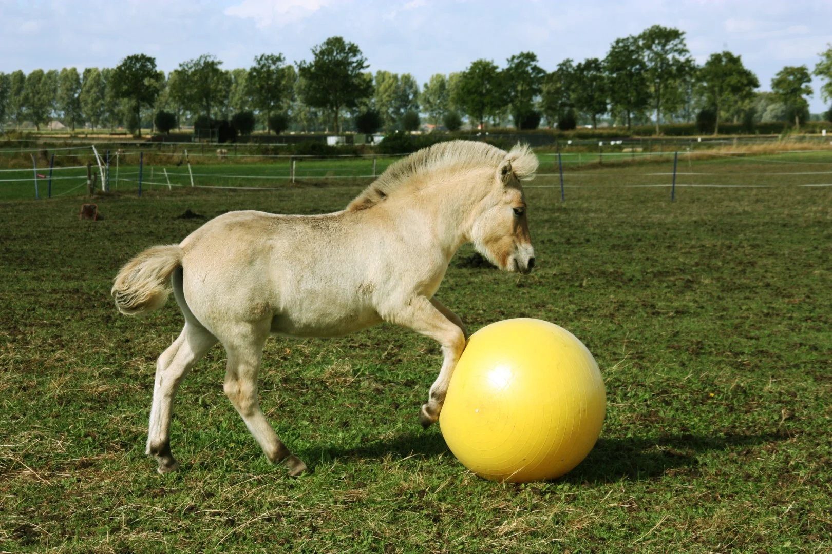 Žlutý hrací míč pro koně, 65 cm – Maximus Power Play Ball - Obrázek 5
