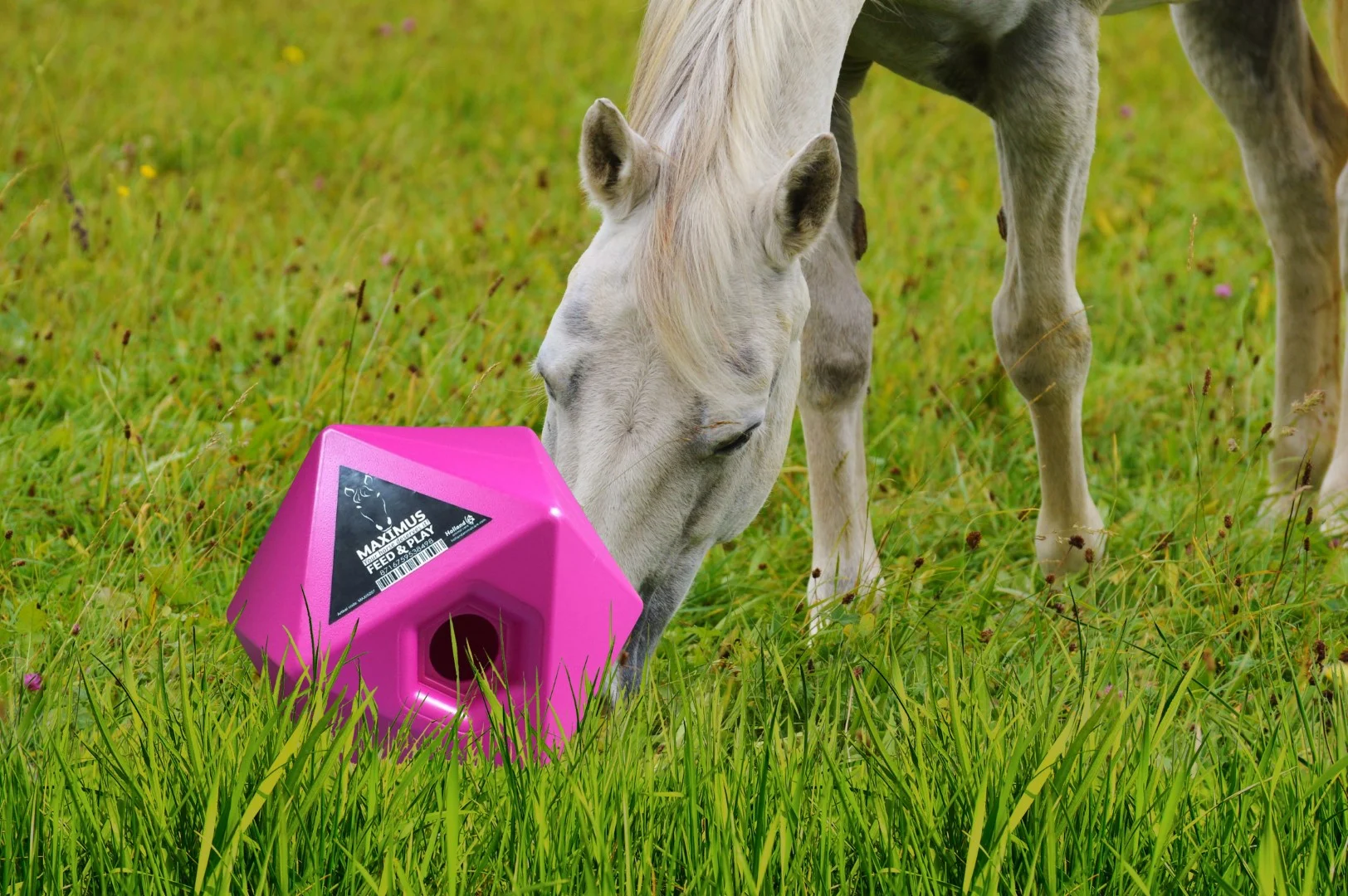 Růžová krmná kostka pro koně, otvor na pamlsky 37 mm – Maximus Feed & Play Cube - Obrázek 3