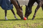Hračka pro koně s elastickými poutky, 19 cm, růžová – Excellent Horse Fun Play Ball - Obrázek 6